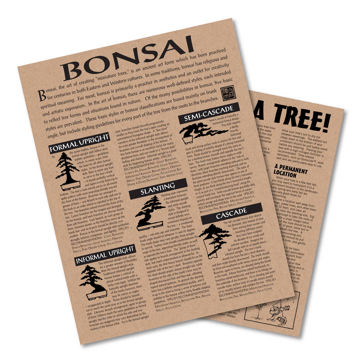 Bonsai Tree