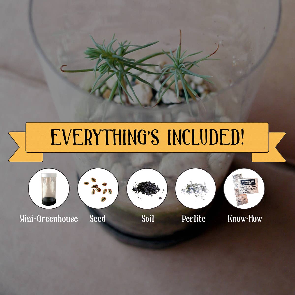 bonsai tree seed germination Bonsai Tree
