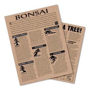 Bonsai Tree | Seed Grow Kit