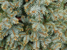 Load image into Gallery viewer, Living Christmas Tree | Seed Grow Kit