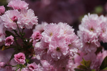 Load image into Gallery viewer, Flowering Cherry Blossom | Washington DC | Seed Grow Kit