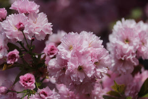 Flowering Cherry Blossom | Washington DC | Seed Grow Kit